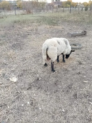 Vând berbec pentru monta, rasa Suffolc - imagine 2