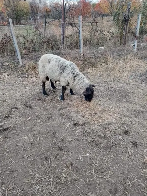 Vând berbec pentru monta, rasa Suffolc - imagine 4