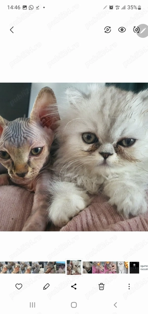 Pisică Persană fetiță  - imagine 2