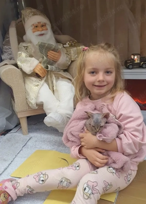  Pisică Sphynx fetiță - imagine 3