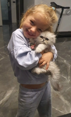 Pisică Persană fetiță  - imagine 3