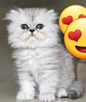 Pisică Persană fetiță 