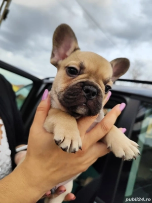 Bulldog Francez  Timisoara