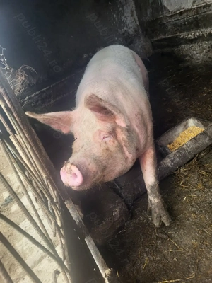 Porci disponibili - imagine 2