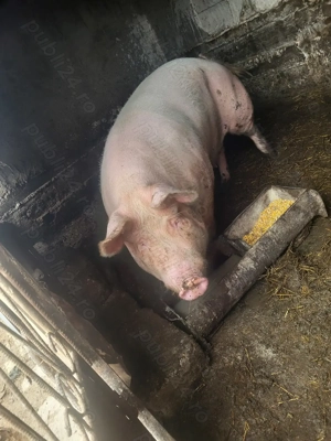 Porci disponibili - imagine 3