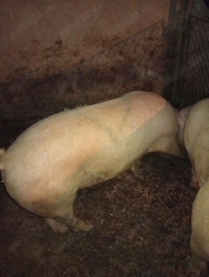 Vând porci pentru sacrificat crescuți natural - imagine 2