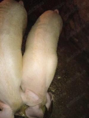 Vând porci pentru sacrificat crescuți natural - imagine 3