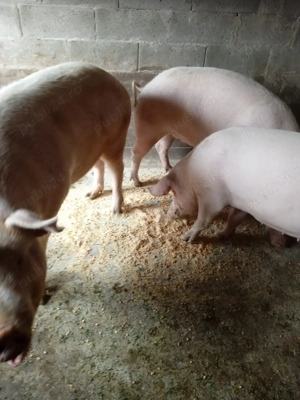 Vând porci de la 100 kg - imagine 2