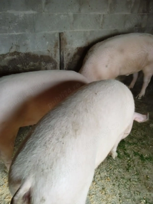 Vând porci de la 100 kg