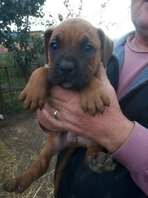 Vand pui BOXER german - imagine 2