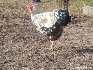cocoși de vânzare  - imagine 4