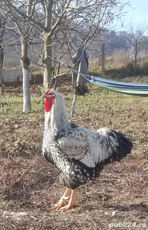 cocoși de vânzare  - imagine 3