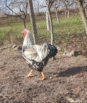 cocoși de vânzare  - imagine 5