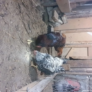 cocoși de vânzare  - imagine 2