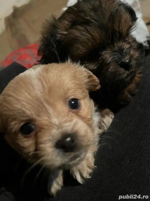 Catei pechinezi  - imagine 3