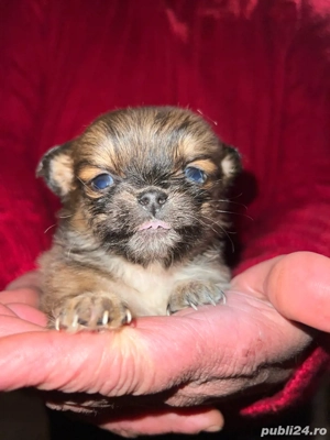 Catei pechinezi  - imagine 2