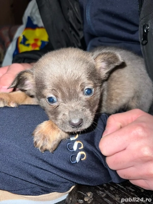 Catei pechinezi  - imagine 5