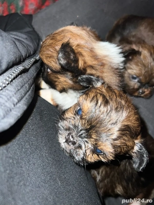 Catei pechinezi  - imagine 4