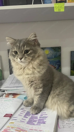 Motan british longhair  - imagine 2