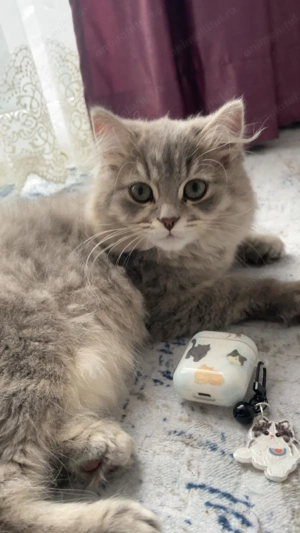 Motan british longhair  - imagine 3