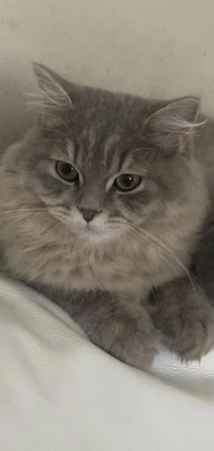 Motan british longhair  - imagine 5