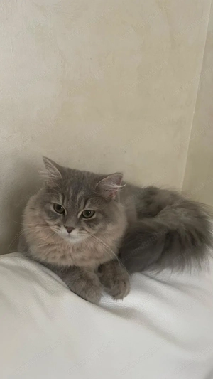 Motan british longhair  - imagine 4
