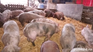 Vand porci de carne  - imagine 5
