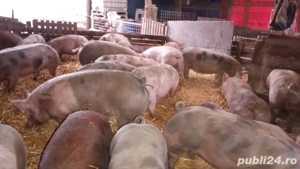 Vand porci de carne  - imagine 3