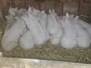 vând 20  purcei de 13-14  săptămâni rasa de carne25 -30 kg  - imagine 2