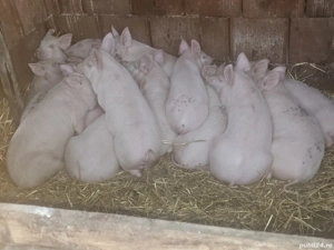 vând 20  purcei de 13-14  săptămâni rasa de carne25 -30 kg  - imagine 4