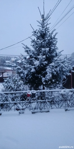 Vând casă în Bucium Iași  - imagine 3