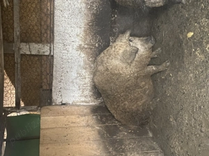 Un mascul duroc și un Mangalita  - imagine 2