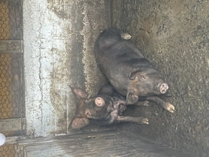 Un mascul duroc și un Mangalita 