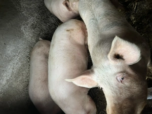 Porci de vanzare - imagine 2