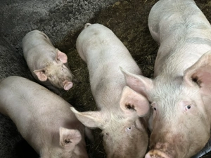 Porci de vanzare - imagine 3