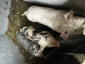 Porci de vanzare - imagine 4