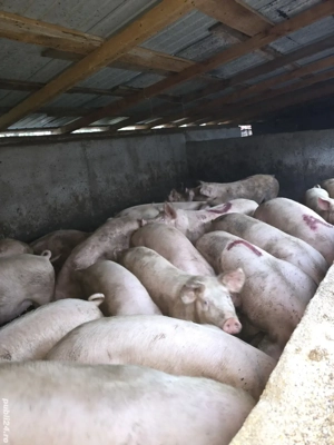 Porci pentru Crăciun 