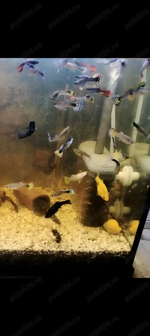 Pești guppy mix  - imagine 3