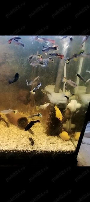 Pești guppy mix  - imagine 2