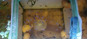 Pești guppy mix  - imagine 5