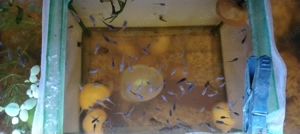 Pești guppy mix  - imagine 4