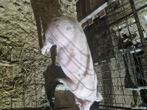 disponibila purcica rasa durok.crescuta natural.