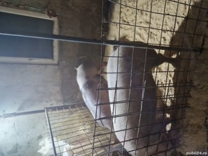 disponibila purcica rasa durok.crescuta natural. - imagine 2