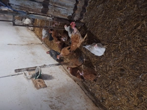 vând pui de rasă mixta