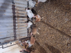 vând pui de rasă mixta - imagine 3