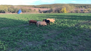 Scrofițe mangaliță de vanzare - imagine 2