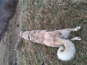 De vânzare kangal  - imagine 2