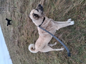De vânzare kangal 