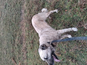 De vânzare kangal  - imagine 4