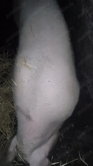 Porci rasă de carne  - imagine 2